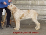 M QueenOfSheeba.jpg