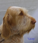 Lacey1.jpg