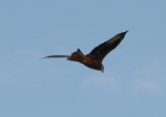 RedKite-1.jpg