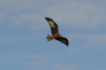 RedKite-3.jpg