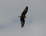 RedKite-4.jpg