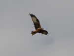 RedKite-5.jpg