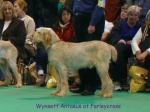 W-Antaeus.jpg