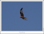 RedKite-2.jpg