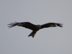 Red_Kite_28229.JPG